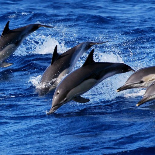 Delfin- und Walbeobachtungstour