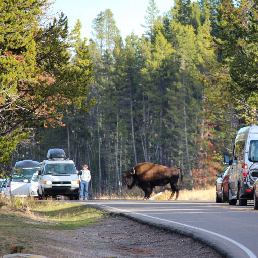 Roadtrip Yellowstone Nationalpark