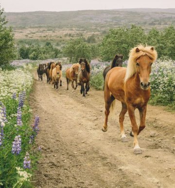 Highlight für Pferdefans - Ausritt mit einem Islandpferd