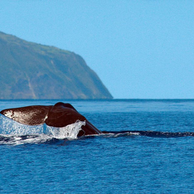 Inselhopping Azoren – Vulkane und Wale