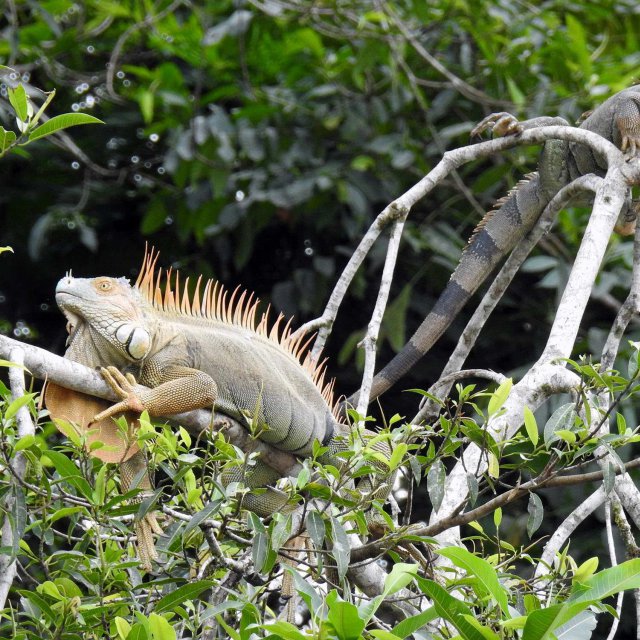 Costa Ricas Fauna
