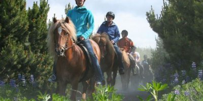 Highlight für Pferdefans - Ausritt mit einem Islandpferd