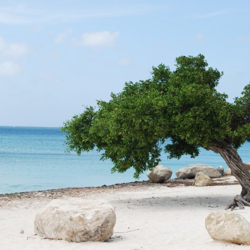 Inselurlaub auf Aruba
