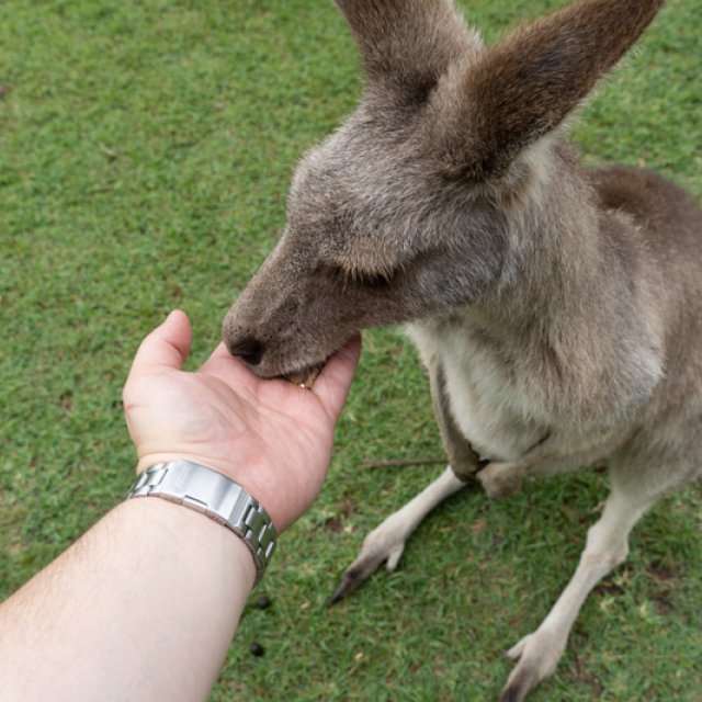 Känguru füttern Australien