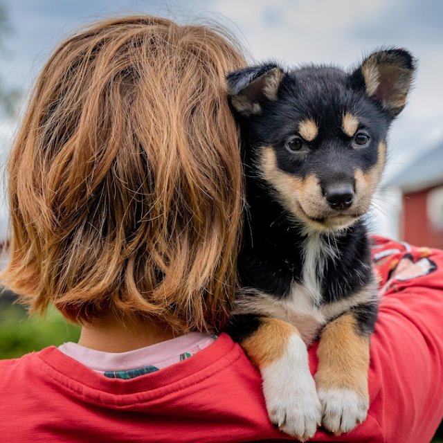 Huskywelpe