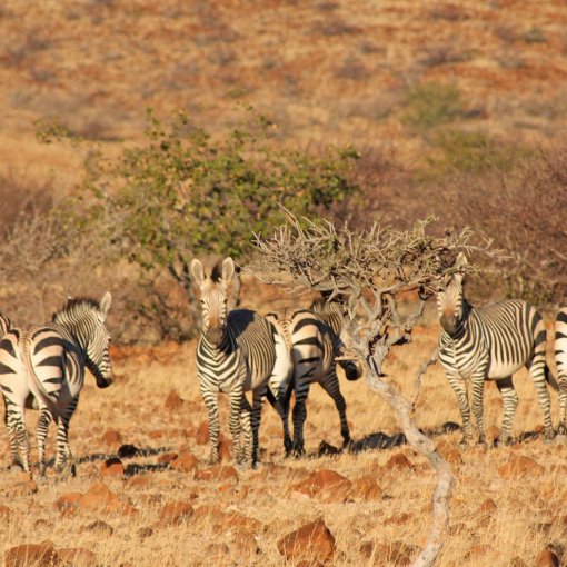 Safari in Namibia