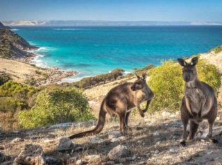 Familienrundreise Australien - Sydney bis Adelaide