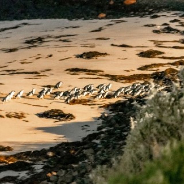 Penguin Parade