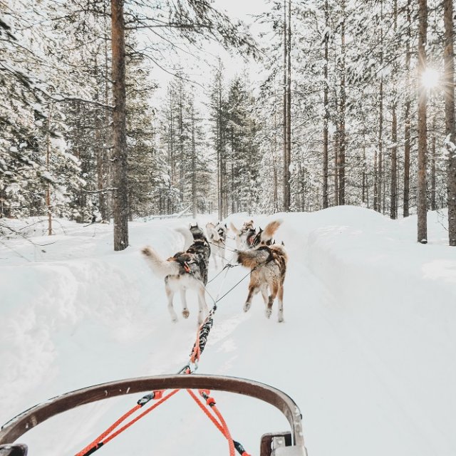Huskyschlittenfahrt