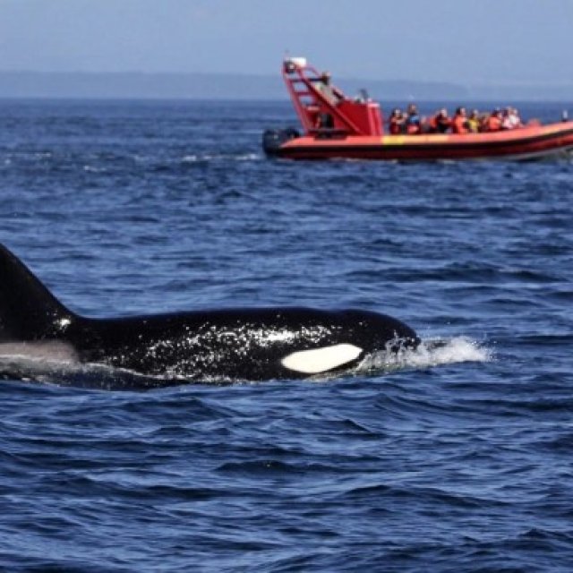 Walbeobachtung in Vancouver Island