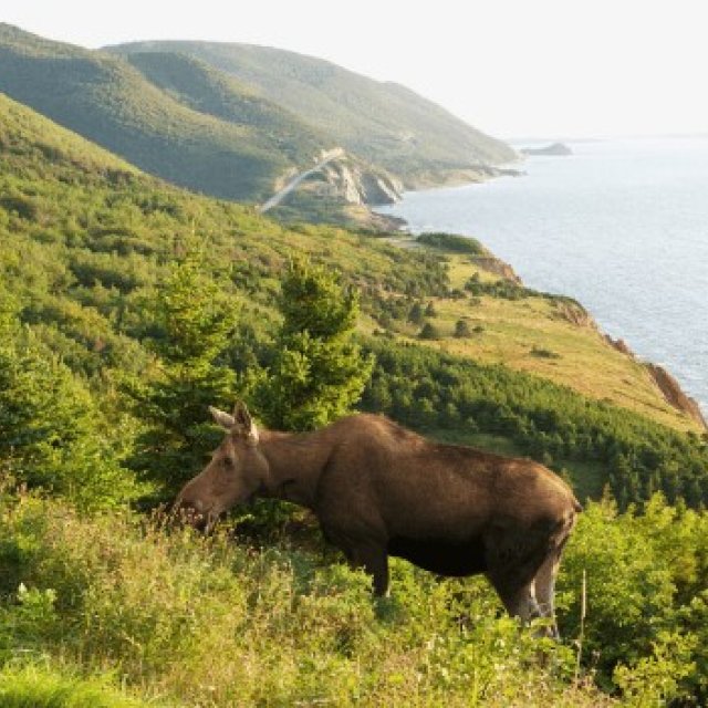 Elch in Cape Breton