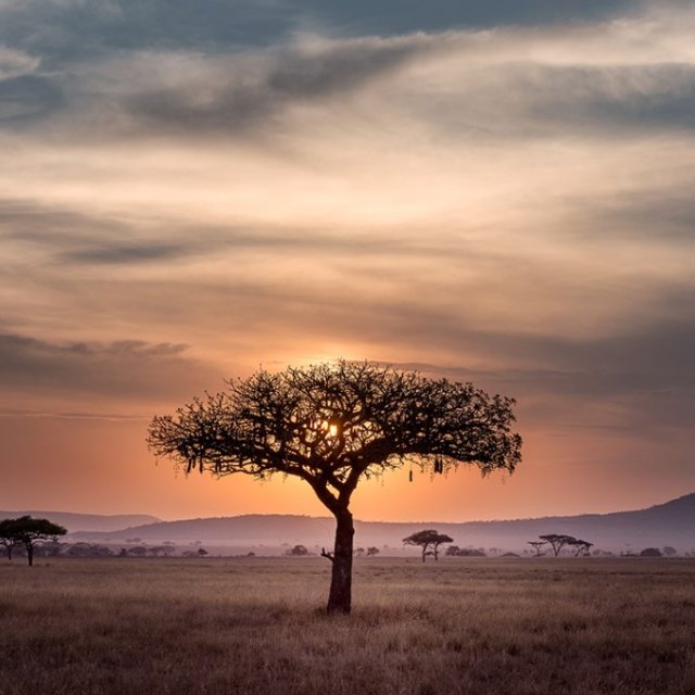 dieweltwartet-reiseidee-tansania-game-reserve-serengeti