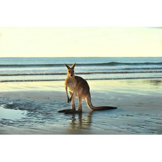 Wohnmobilreise Australien - Brisbane bis Cairns