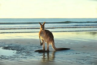 Wohnmobilreise Australien - Brisbane bis Cairns