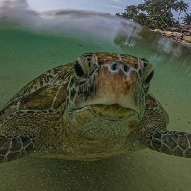 Schildkröten in Unawatuna