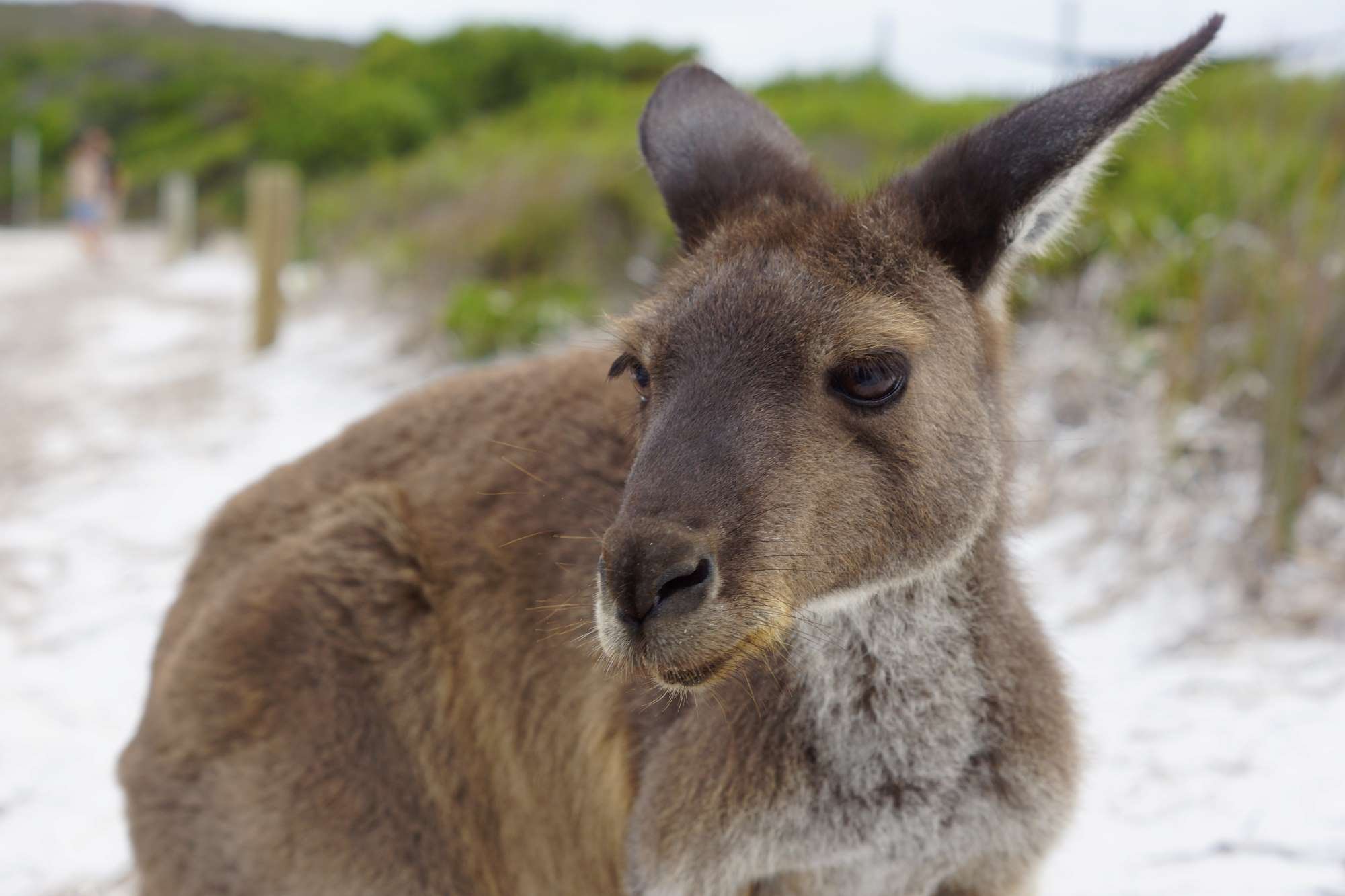 Einreise Australien mit Baby und Kind - Corona