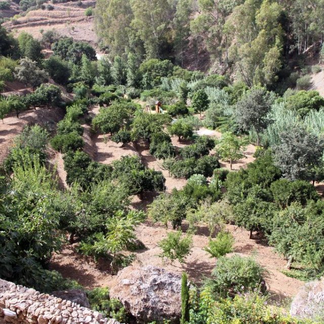 Garten mit Obstplantage