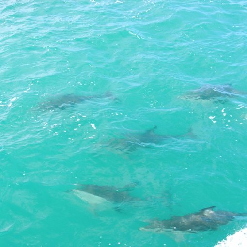 Delfine in Kaikoura