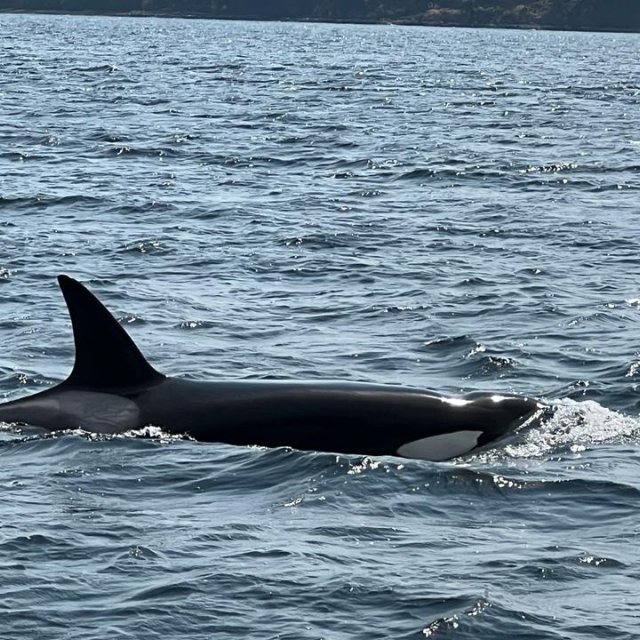 Whale Watching bei Richmond