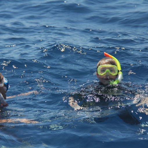 Schnorcheln mit Delfinen