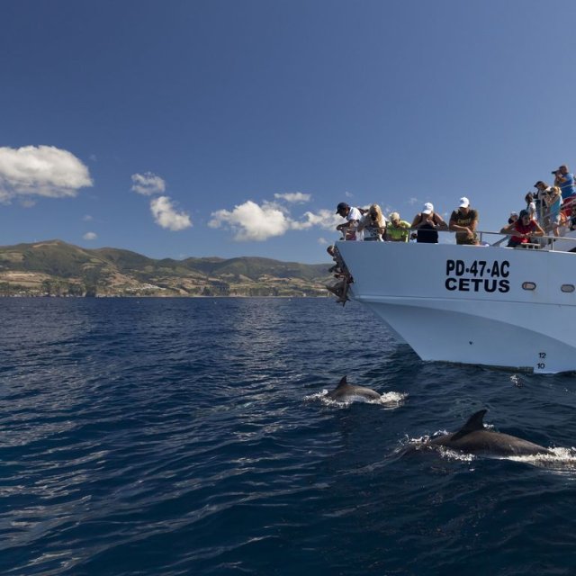 Whale Watching