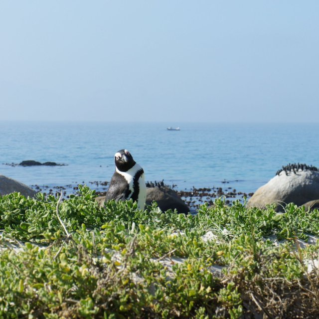 Wilde Pinguine