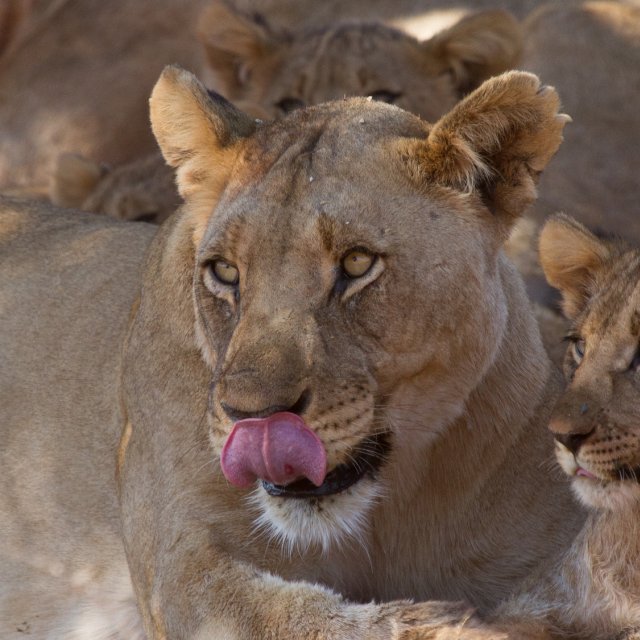Einer der Big Five