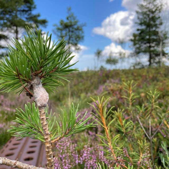 Saaremaa Koigi Moor 