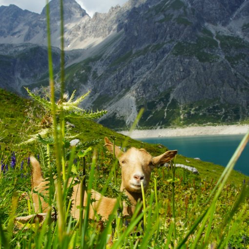 Bergsommer in Österreich